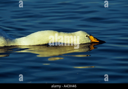 Whooper Schwan Cygnus Cygnus Kopf ausgestreckt auf dem Wasser Stockfoto