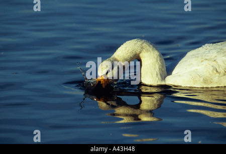 Whooper Schwan Cygnus Cygnus Kopf ins Wasser Spritzen Stockfoto