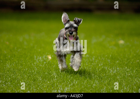 Zwergschnauzer Hund laufen draußen in der Sonne an Frühlingstag Stockfoto
