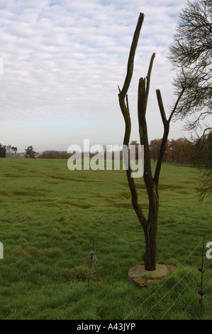 Gefahr-Baum an die Neufundland-Denkmal in Beaumont-Hamel, Frankreich Stockfoto