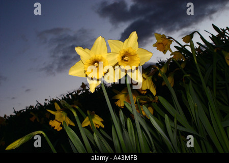 Narzissen Cornwall England Stockfoto