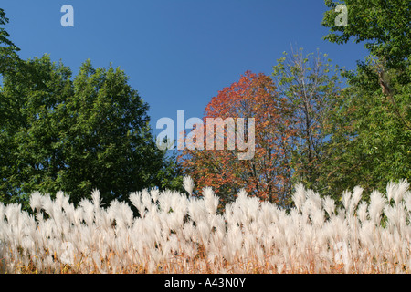 Pampasgras und Herbstlaub Stockfoto