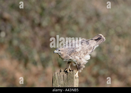 Mäusebussard auf Zaunpfosten Stockfoto