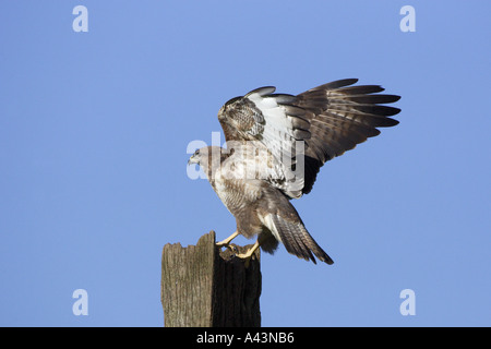 Mäusebussard Landung auf Zaunpfosten Stockfoto