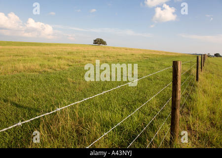 Stacheldraht-Zaun entlang grüner Weide im Abendlicht nahe Dunnellon, Florida, USA Stockfoto