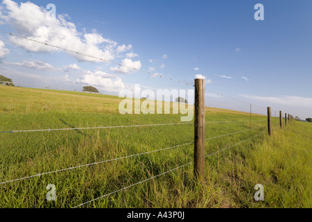 Stacheldraht-Zaun entlang grüner Weide am Nachmittag Licht nahe Dunnellon, Florida, USA Stockfoto