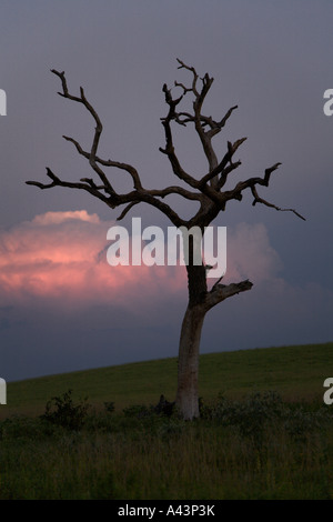 Toten Baum Silhouette gegen eine rosa und blauen Abendhimmel Stockfoto