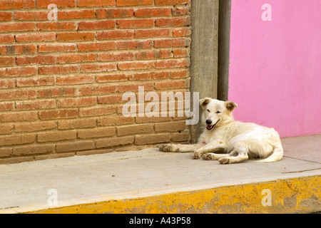 Lokalen Hund Lokalkolorit auf der Straße in St Martin Oaxaca Staat Mexiko Stockfoto