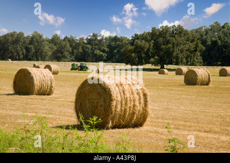 Goldene Heu, gerollt mit einem Traktor im Feld unter blauem Himmel Stockfoto
