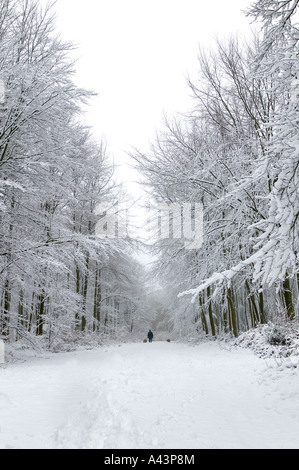 Mann zu Fuß zwei Hunde in einem verschneiten Wald Stockfoto