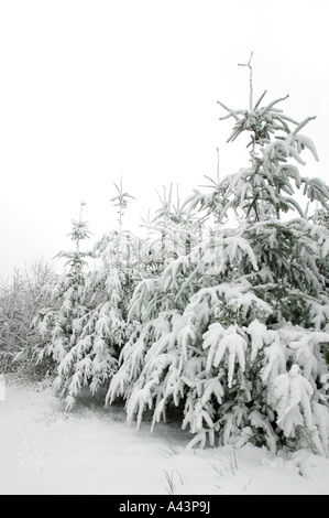 Tannen mit frischen weißen Schnee bedeckt Stockfoto