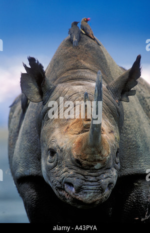 Black Rhinoceros Diceros Bicornis mit Oxpeckers Lake Nakuru Nationalpark Kenia Stockfoto