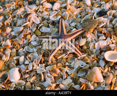 Seesterne und Muscheln am Strand in der Nähe von St. Augustine, Florida, USA Stockfoto