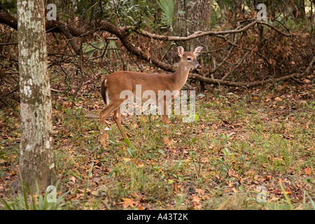 Hirsch, vorsichtig mit Blick auf Camper in Manatee Springs State Park in der Nähe von Chiefland, Florida, USA Stockfoto