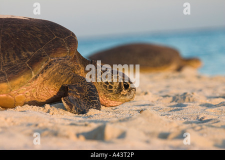 Green Turtle, Chelonia Mydas, zwei Erwachsene, die Rückkehr zum Meer Stockfoto