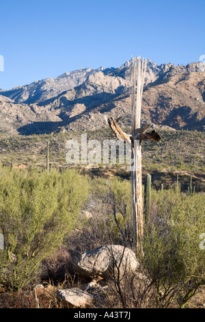 Skelettreste des Saguaro Kaktus im Catalina State Park in der Nähe von Tucson, Arizona, USA Stockfoto