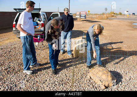 Afrikaner trieb Schildkröte Männchen Straßenrand in Arizona Stockfoto