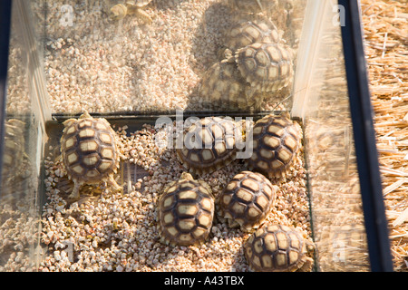 Afrikaner trieb Schildkröte (Geochelone Sulcata) Großaufnahme der Babys im aquarium Stockfoto