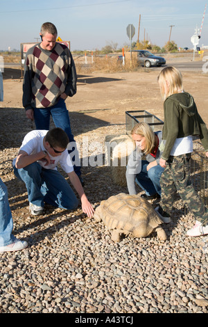 Afrikaner trieb Schildkröte (Geochelone Sulcata) Männchen Straßenrand in Arizona Stockfoto