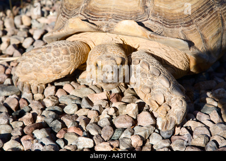 Afrikaner trieb Schildkröte hautnah auf Schotter Stockfoto