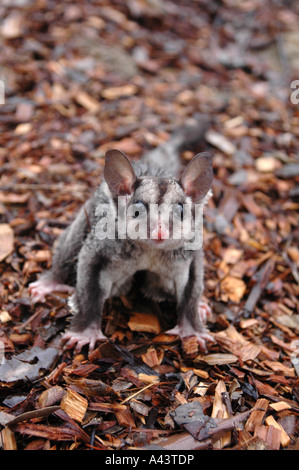 Eichhörnchen-Glider, Petaurus Norfolcensis, alleinstehenden auf Boden Stockfoto
