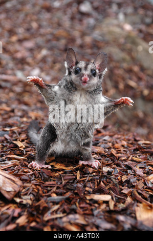 Eichhörnchen Sie, Glider, Petaurus Norfolcensis, alleinstehenden auf Boden zeigen defensive Haltung Stockfoto