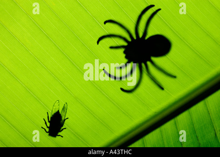 Fliegen und Spinnen in Silhouette auf Banane Blatt Studio Foto Stockfoto