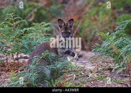 Red-necked oder Bennett Wallaby, Macropus Rufogriseus, einzelne Erwachsene Stockfoto