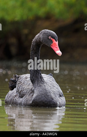 schwarzer Schwan, Cygnus olor, alleinstehenden auf dem Wasser Stockfoto
