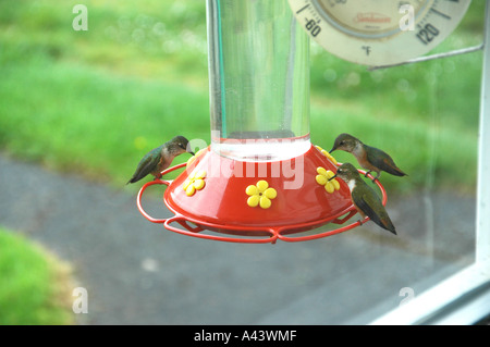 3 drei Kolibris ernähren sich von Hummingbird Feeder Stockfoto