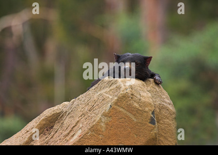 Beutelteufel Sarcophilus Harrisi, alleinstehenden, die auf einem Felsen liegend Stockfoto