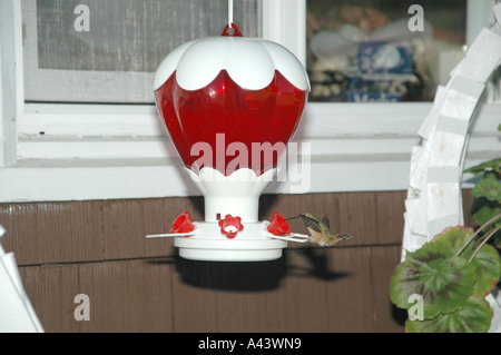 Hummingbird Feeder gehockt Stockfoto