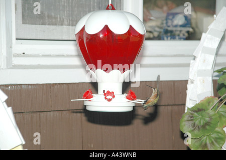 Hummingbird landet auf Feeder Stockfoto