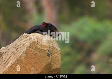 Beutelteufel Sarcophilus Harrisi, alleinstehenden, die auf einem Felsen liegend Stockfoto