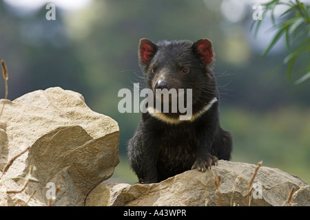 Beutelteufel Sarcophilus Harrisi, alleinstehenden, die auf einem Felsen sitzen Stockfoto