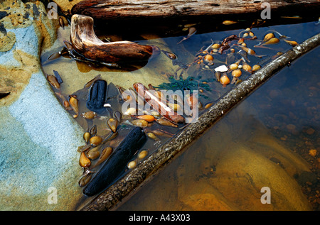 Tidal Pool Point Lobos Stockfoto