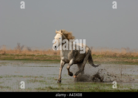 Weiße Pferde Camargue Frankreich April Stockfoto