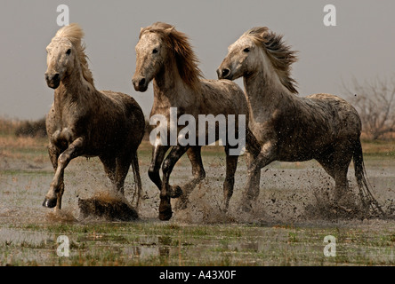 Weiße Pferde Camargue Frankreich April Stockfoto