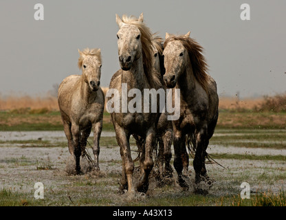 Weiße Pferde Camargue Frankreich April Stockfoto