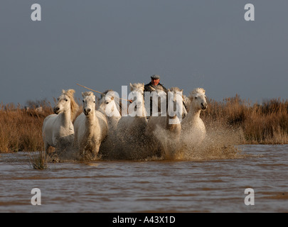 Wächter, die Pferde in der Camargue-Provence-Frankreich April aufrunden Stockfoto