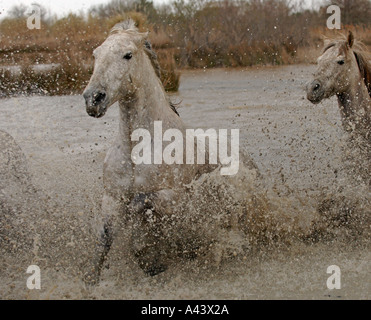 Weiße Pferde Camargue Frankreich April Stockfoto