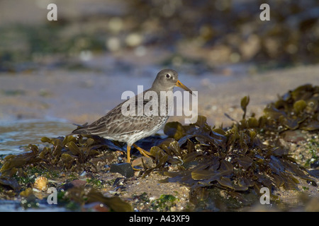 Lila Strandläufer Calidris Maritima Winter Northumberland Stockfoto