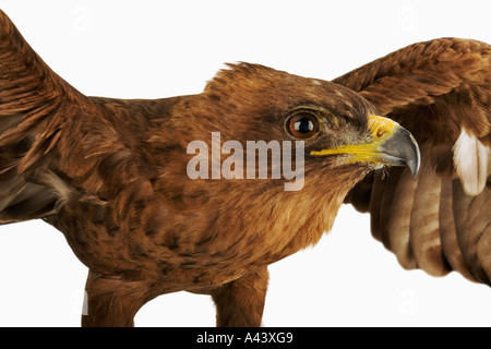 Wahlbergs Adler Aquila Wahlbergi, Vertrieb Afrika Stockfoto