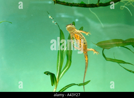 Weibliche handförmig Newt (Triturus Helveticus) mit Eiern, die sind an der Unterseite des angrenzenden Blattes angebracht. Stockfoto