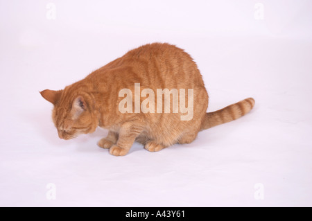 Sam A Ingwer Katze Stockfoto