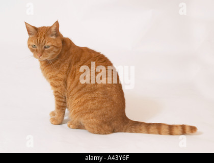 Sam A Ingwer Katze Stockfoto