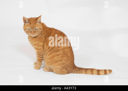 Sam A Ingwer Katze Stockfoto