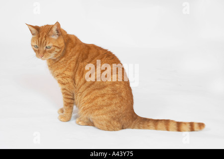 Sam A Ingwer Katze Stockfoto