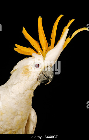 Citron crested Kakadu Cacatua Sulphurea Citrinocristata kleinsten Arten mit orange Haube Kept als Haustiere bedrohte Arten Stockfoto