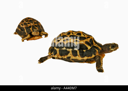 Gemeinsamen Spinne Schildkröte Pyxis Arachnoides gefährdete Arten in Süd-west-Madagaskar gefunden. Beliebt in pet-Handel Stockfoto